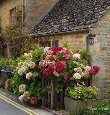 Hydrangea Love Garten Hortensien Garten Gartenarbeit