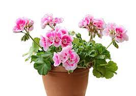Flowers that start with g. Geranium Care In Spring Summer And Winter