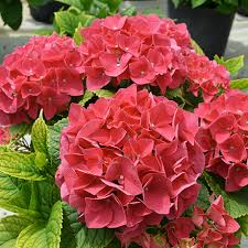 Image result for Hydrangea macrophylla