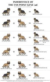 Pitbull Growth Chart Pictures Www Bedowntowndaytona Com