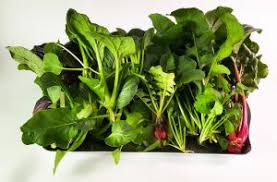 Hide food in plain sight with a secret survival garden. Create Your Own Secret Survival Garden Using A Hydroponic System