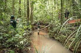 Image result for Cyathea mildbraedii