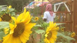 Bunga matahari (helianthus annuus l.) merupakan salah satu jenis. Nikmati Alam Di Kampoeng Wisata Arifa Jepara Kompasiana Com