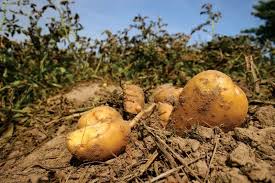 Image result for Solanum tuberosum