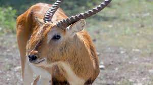 Bucktrader offers exotic animals for sale. At Some Texas Ranches Hunting Exotic Animals Is Touted As A Way To Support Conservation Efforts Abc News