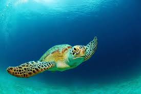 Also, critical habitat was designated in 1998 for hawksbill turtles in coastal waters surrounding mona and monito islands, puerto rico. Sea Turtle Facts