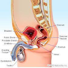 Maybe you would like to learn more about one of these? Male Reproductive Anatomy Location Parts And Function