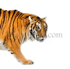 Atrw contains over 8,000 video clips from 92 amur tigers, with bounding box, pose keypoint, and tiger identity annotations. Life On White Tiger S Posing