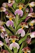 Image result for Brachycorythis buchananii