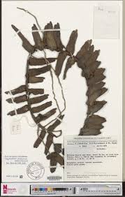 Image result for Calyptrochilum