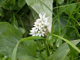 Image result for Allium ursinum