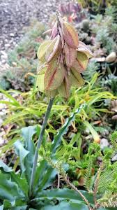 Image result for Xyris capensis