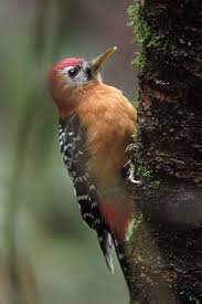 Brown Bird With Red Mohawk Pin On Birds