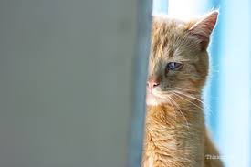 That's because they lose fluids and electrolytes in vomit and watery stool. How Can You Reduce Your Cat S Stress At Home