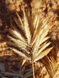 Image result for Eragrostis patens