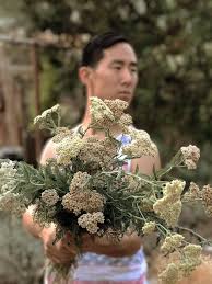 We did not find results for: How To Grow Yarrow Achillea For The Cutting Garden The Kokoro Garden