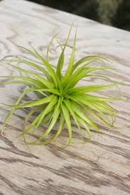 Image result for Brachychloa