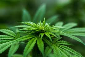 A Shift in Cannabis Culture