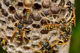 Do Wasps Hibernate Inside Houses? | Empire Pest Control London