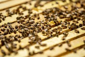 Hours may change under current circumstances Bee Sweet To Swarms Pueblo Co Group Says News The Pueblo Chieftain Pueblo Co