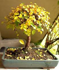 Bonsai feuille jaune