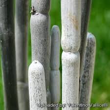 Image result for Ceropegia incana