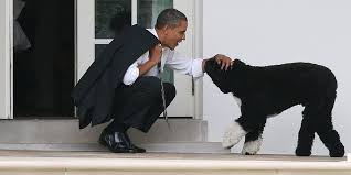 Both were constant presences around the white house and popular among visitors there, often joining the obamas for public events. President Barack Obama Describes His Strongest Ally In Washington His Dog Bo