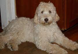 If you want to use glass jars to. Australian Labradoodles Of Plymouth Ma Home Facebook