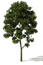 Pin By Moo On Architecture Rendering Model Tree 3d Tree 3d Model