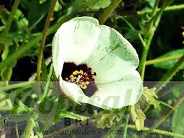 Image result for Hibiscus tridactylites