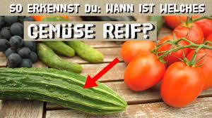 Unterschied zwischen einlegegurken und schmorgurken. Wann Ist Welches Gemuse Reif Erntezeitpunkt Erkennen Von Tomaten Gurken Paprika Kartoffeln Uvm Youtube