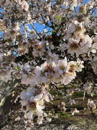 Flowers are us munno para. Almond Blossom Ride 2021 39 Kilometres Bitumen Flat