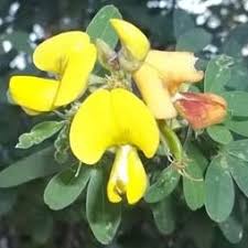 Image result for Crotalaria monteiroi