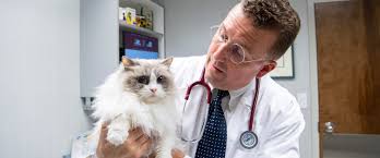 State college veterinary hospital is where pet owners throughout state college, pa bring their furry friends to receive the best care. Hershey Veterinary Hospital Because Pets Are Family
