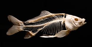 Fish Skeleton 101 The Evolution Of These Bony Structures Earth Life