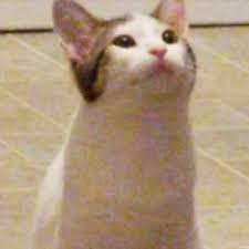 Jun 08, 2021 · 첫번째 사진 무장이 없어서 멋있지 않아.요 쿨럭. Popcat Ah Gif Popcat Cat Ah Discover Share Gifs