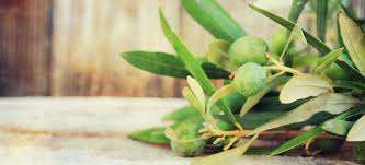 Olive Leaf Extract Benefits Uses Dosage And Side Effects Dr Axe