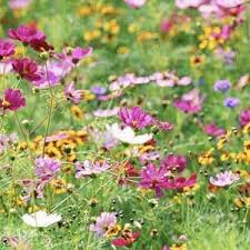 We did not find results for: The Season Of Wildflowers Wildflower Garden Wild Flowers Grow Wildflowers