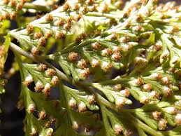 Image result for Megalastrum lanuginosum