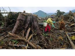 Sangat penting untuk melakukan sosialisasi kepada masyarakat. Upaya Negara Di Dunia Kembalikan Hutan Yang Hilang