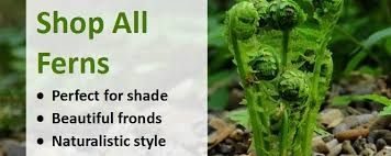 How to plant ferns in the garden. How And Where To Use Ferns In Your Garden Jackson S Nurseries