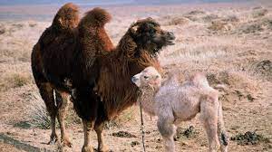 Dokumentární, drama the story of the weeping camel posádka : Die Geschichte Vom Weinenden Kamel Trailer Omu Youtube