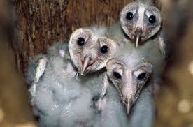 The barn owl has a very distinctive look to the fact. Barn Owl Babies Can Be Helpful Hatch Mates Scientific American