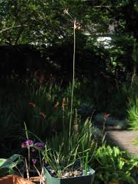 Image result for Tulbaghia acutiloba