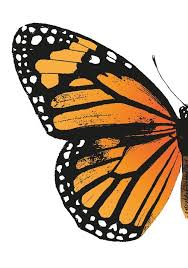 Monarch Butterfly Left Butterfly Wing Vintage Butterflies Acrylic Tray By Eclectic At Heart Mediu Butterfly Art Butterfly Art Print Butterfly Wallpaper