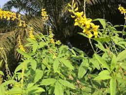 新 马草药自然医学 太阳麻 印度麻 功效与作用 benefits of crotalaria jumcea kegun plants