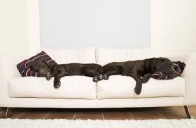 Keep Your Home Fresh With 5 Pet Friendly Fabrics Pet Friendly Fabric Pet Friendly Furniture Dog Friendly Furniture