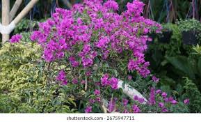 Image result for Nyctaginaceae