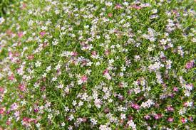 Check spelling or type a new query. 30 Common Poisonous Flowering Plants You Must Know To Avoid Florgeous