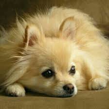 We did not find results for: Long Haired Chihuahua X Pomeranian Dogs